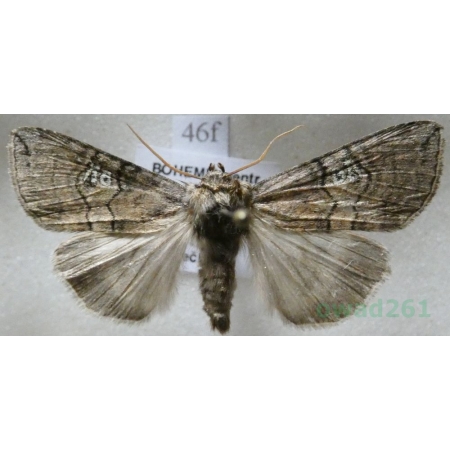 Tethea ocularis (Linnaeus, 1767) Falica oczenica Czech46f